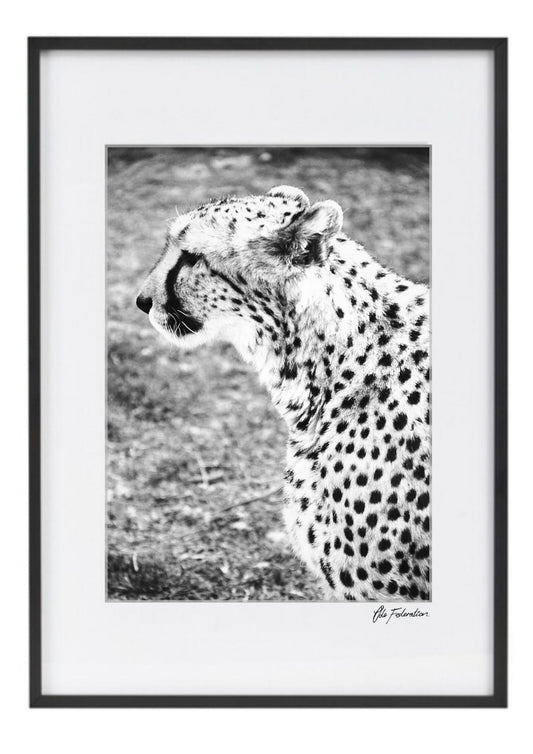 Cheetah Print - The Curious Cheetah - Wall Art