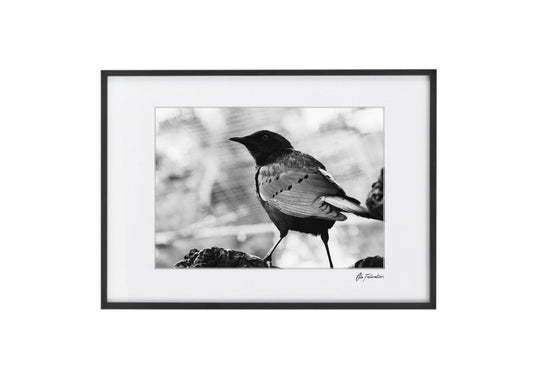 Bird Print - Lookout Bird - Wall Art