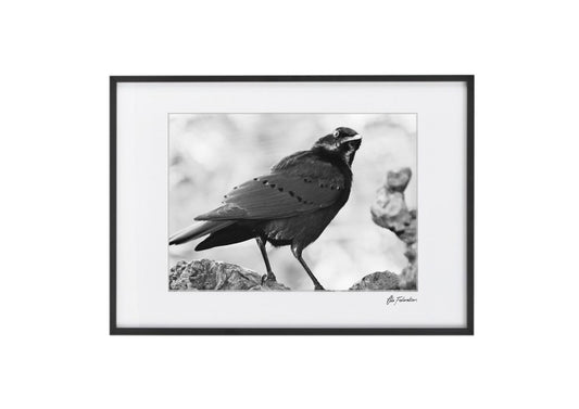 African Bird Print - Watchful Eye - Wall Art