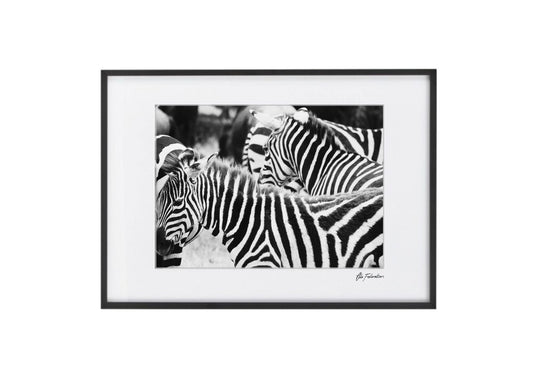 Zebra Print - Zebra Dazzle - Wall Art