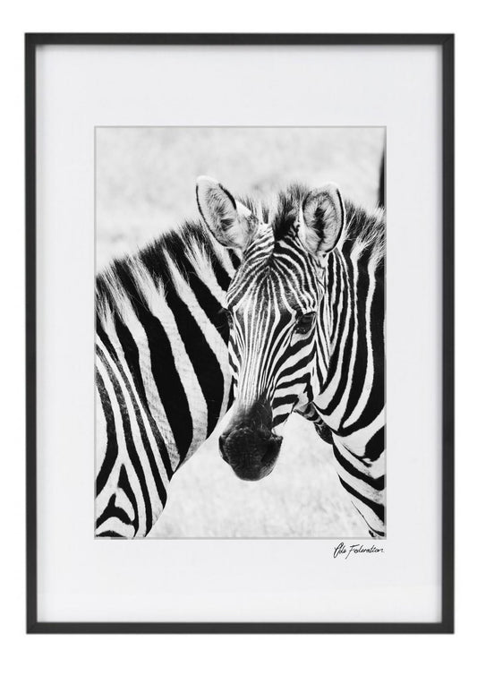 Zebra Print - Zebra Watch - Wall Art