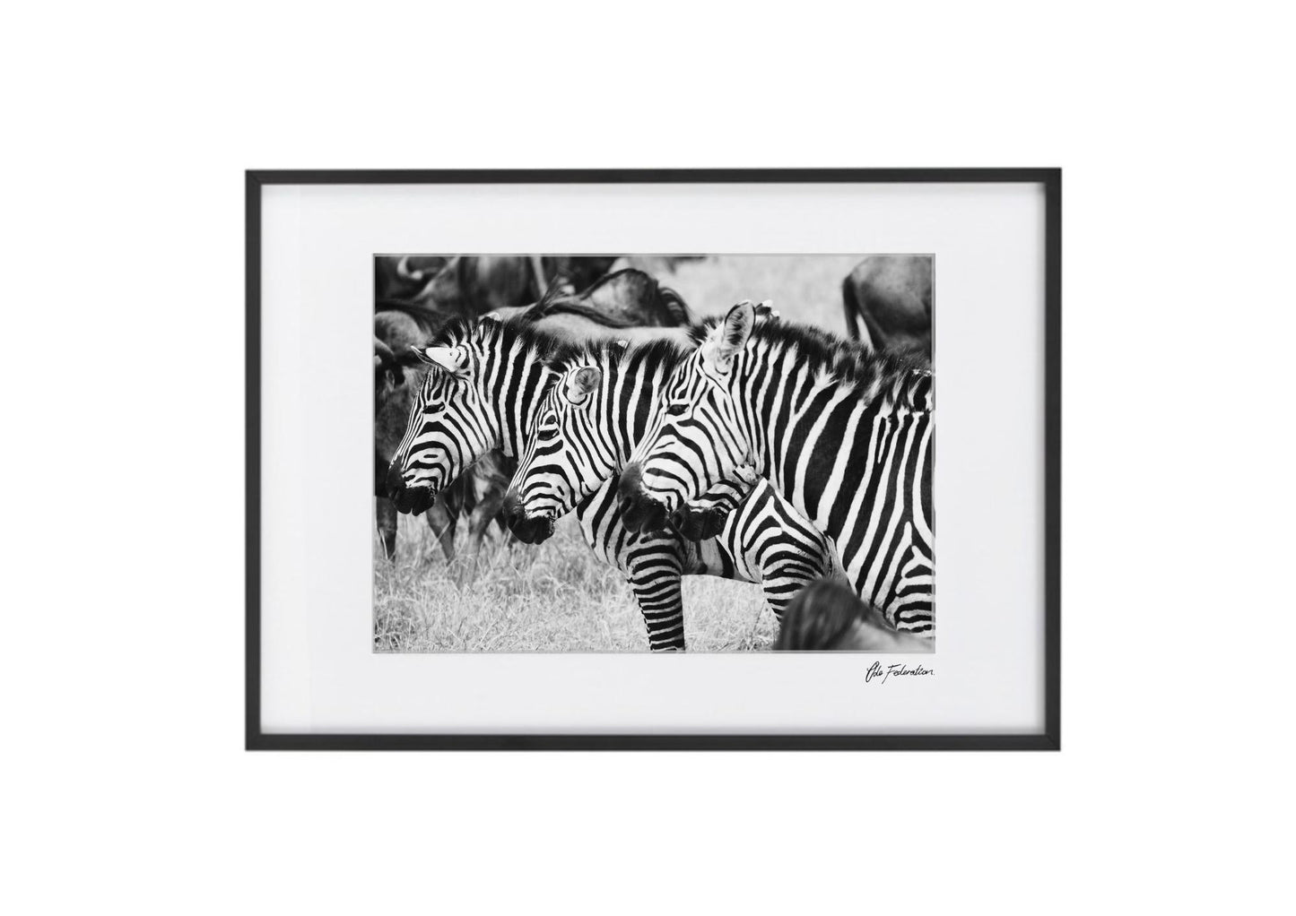 Zebra Print - A Zepher of Zebra - Wall Art